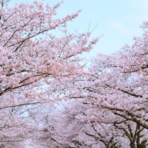 桜並木