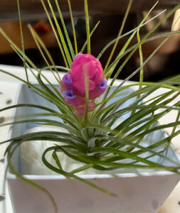 エアープランツ