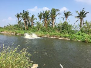 テラピアの養殖池