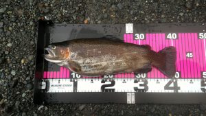 大柄なぽっちゃり美人