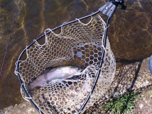 コンディションの良いきれいなトラウト