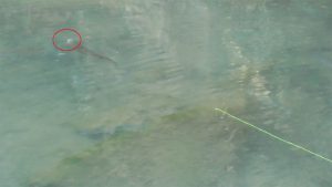 マスの捕食シーン