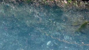 フジノテーパーラインの実際