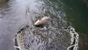 結果に繋がった１匹