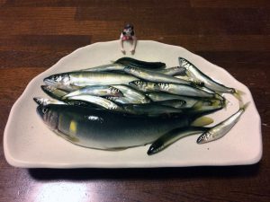 鮎釣り解禁の釣果