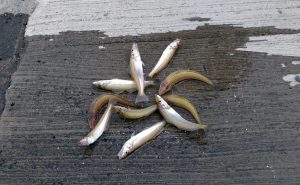 風雨の中、粘った結果