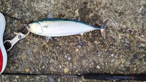 グッドサイズのソーダガツオ