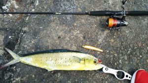 陸っぱりシイラ