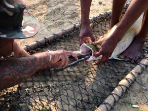 意外と口が小さいピラルクー