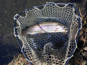 とてもきれいな魚体です