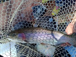 車椅子の幅40cmを超える大きさ