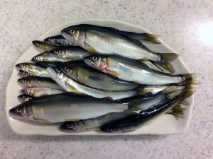 今年は数も型も良い！？