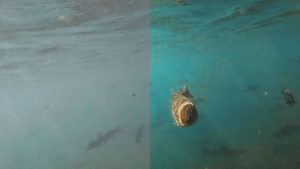 (左)未適用　(右)適用済み