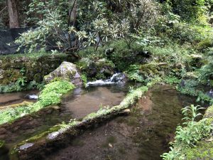 コンコンと湧きでています