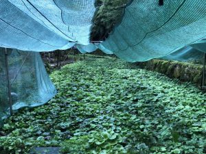 びっしりとわさびが...