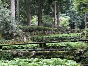 わさびの段々畑