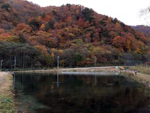 大型中心の１号池