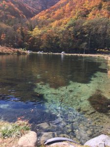 どこもウィードが．．．