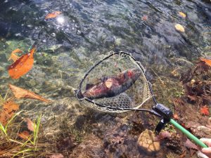 婚姻色が綺麗なレインボー