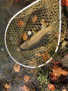 ここのブラウンは本当に美しい