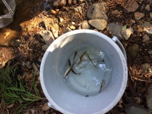 小河川だけに小魚が多い?