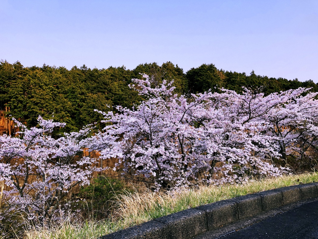 職場で咲き誇る桜