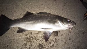 稚鮎パターンでヒラスズキ