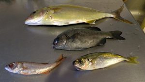 持ち帰った魚たち