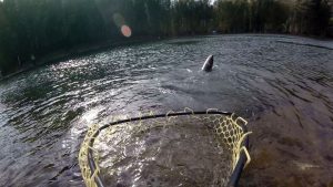 あと少しでネットイン