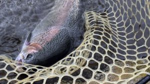 きれいなニジマスが釣れた