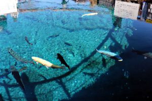 水深８ｍの池は透明度が半端ない!!