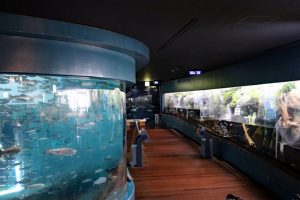 いろいろな水槽があります