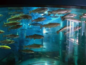 中央の大きな鱒の水槽