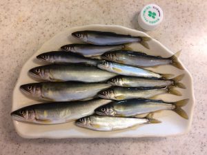 今年の 鮎釣り 解禁 日翌日の釣果