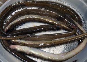 旬のアナゴが食べたい