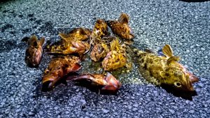 ソイと カサゴ が大漁!