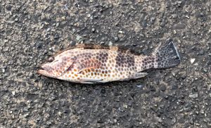 本日唯一の獲物オオモンハタ