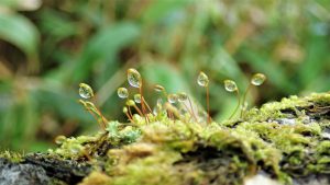 苔の撮影（参考写真AC）