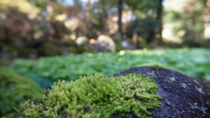 早速可愛らしい苔を発見