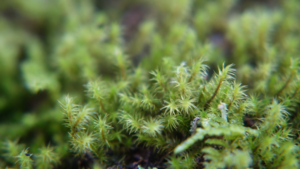 クローズアップフィルターでアップに