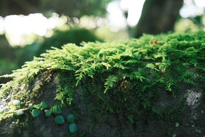 違う種類の苔の群落発見!
