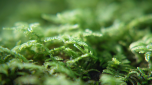 まだうまくピントが合わせられない