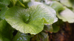 大見屋さんのわさび