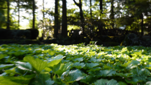 木漏れ日とわさび田