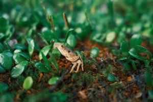 可愛いサワガニとも会えた