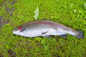 特大サイズのニジマス