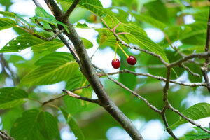 野生？自生？のさくらんぼ