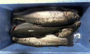 それなりに釣れたマスたちに感謝