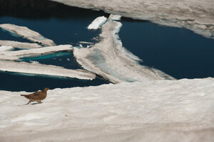 雪原を歩く神の使い雷鳥