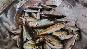 釣果予想(釣れないことは考えない笑)